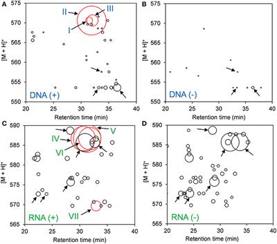 In vitro DNA/RNA Adductomics to Confirm DNA Damage Caused by Benzo[a]pyrene in the Hep G2 Cell Line